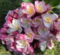 Rooted Plumeria Plant Cutting - Nakamoto's Bouquet - 15" with 2 Tips - Frangipani