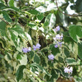 Duranta Variegata Variegated Sky Flower Shrub Bush Plant - 6 Cuttings - Pigeon Berry