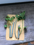 Confederate Rose Cuttings (2) Pink Color Changing Flowers - Hibiscus mutabilis, Fast Rooting, Deer Resistant, Clumping Growth