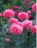 Heirloom Peony Poppy Seeds - 200+ Pack - Papaver Paeoniflorum - Gorgeous Blooms with Instructions 🌸