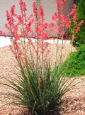 Red Yucca Seedling Bare Root 5"-8" High, Hesperaloe parviflora, 2 Year Old, Drought-Tolerant Desert Plant