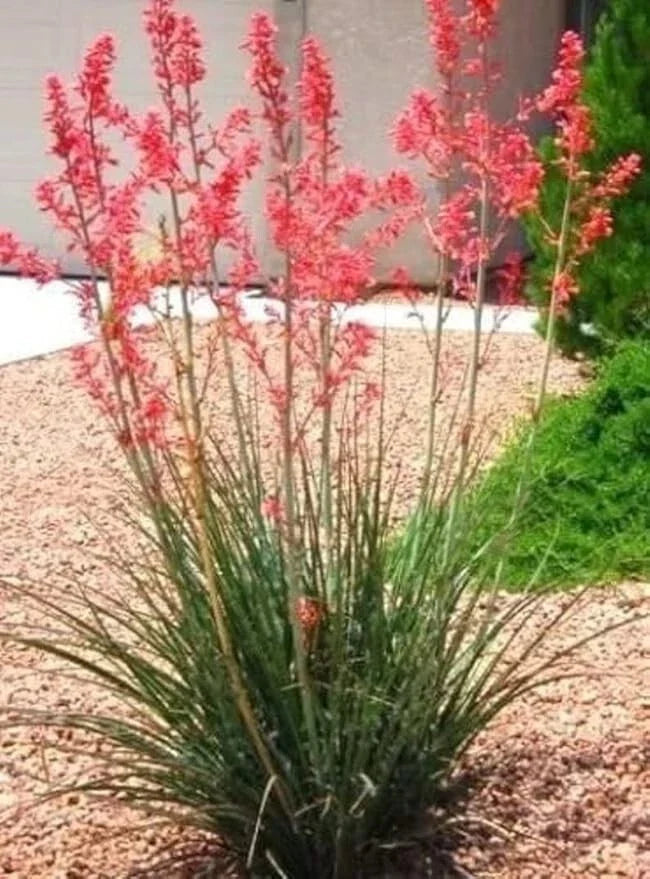 Red Yucca Seedling Bare Root 5"-8" High, Hesperaloe parviflora, 2 Year Old, Drought-Tolerant Desert Plant