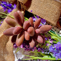 Rare Live Pachyphytum Captain Jessop Succulent - Bare Root Plant, Unique Wedding Favors, Drought-Tolerant Decor