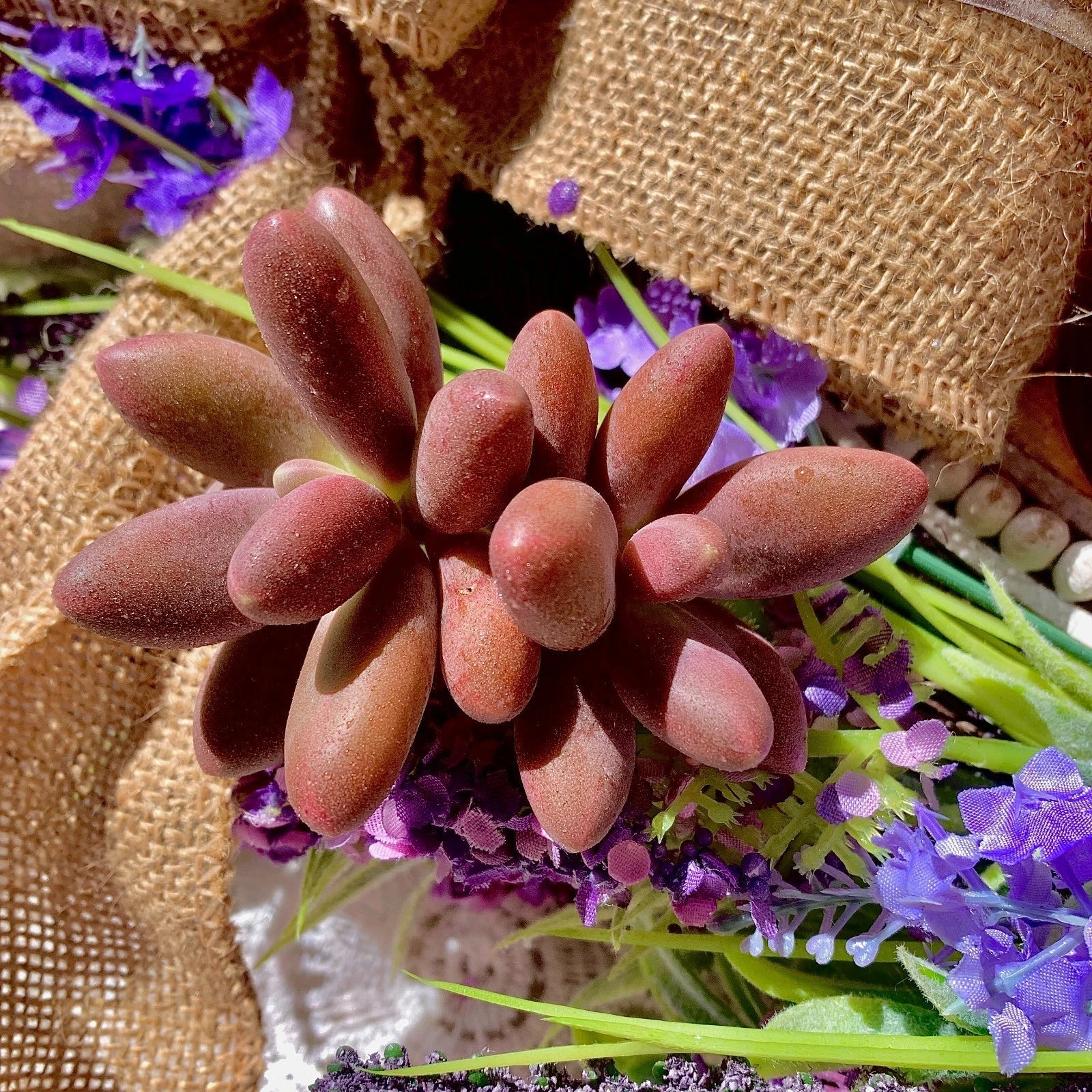 Rare Live Pachyphytum Captain Jessop Succulent - Bare Root Plant, Unique Wedding Favors, Drought-Tolerant Decor