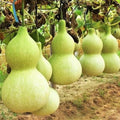 Birdhouse Bottle Gourd Seeds - 20+ Count - Hard Shelled Gourd Seeds - Lagenaria siceraria for 2025 Planting