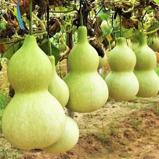 Birdhouse Bottle Gourd Seeds - 20+ Count - Hard Shelled Gourd Seeds - Lagenaria siceraria for 2025 Planting