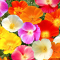 California Poppy Seeds - 7 Colors Mix Rainbow Flower Seeds - All Formula - Papaver californicum