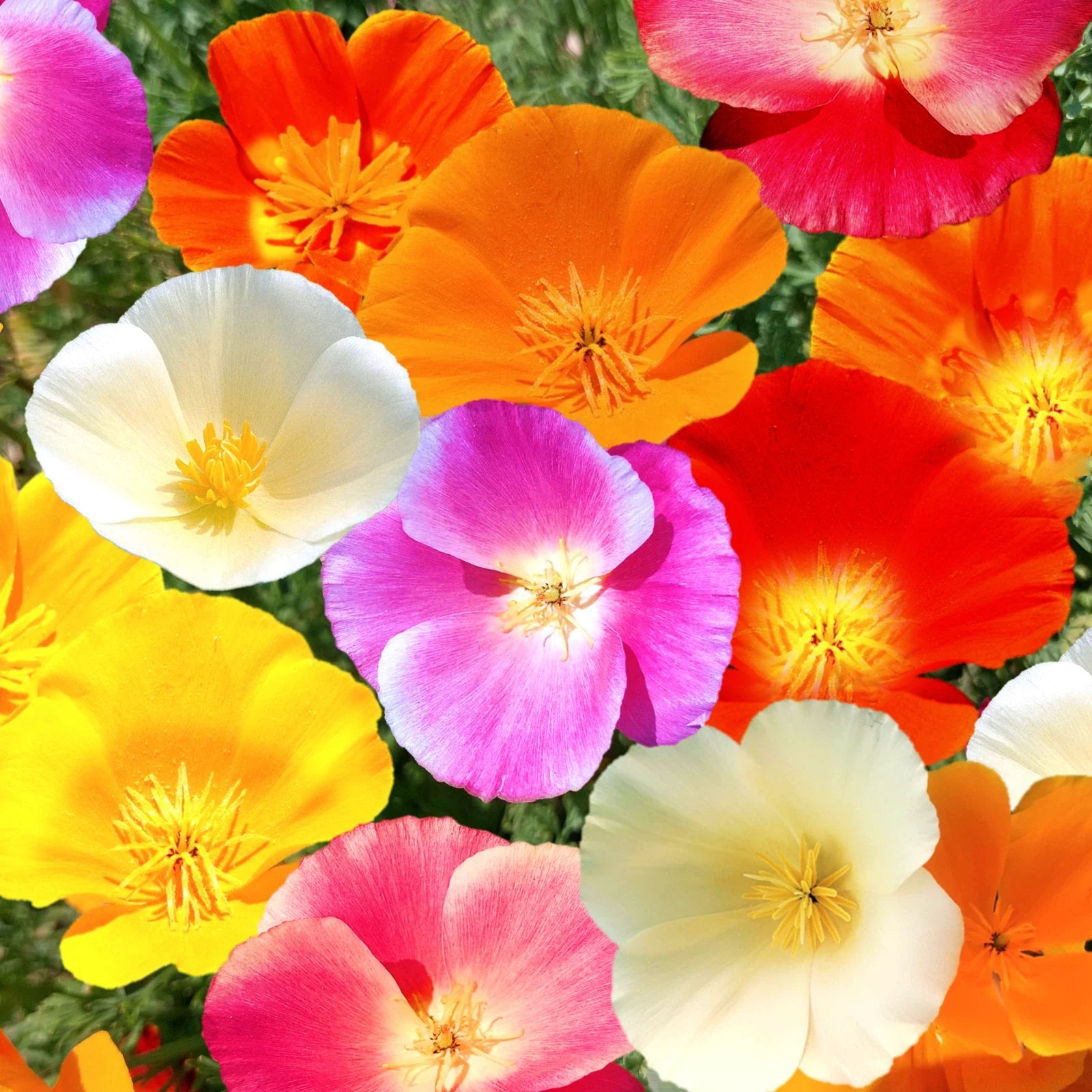 California Poppy Seeds - 7 Colors Mix Rainbow Flower Seeds - All Formula - Papaver californicum