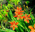 Leopard Lily Seeds for Planting, 15 Pack, Belamcanda chinensis, Perennial Flower Seeds