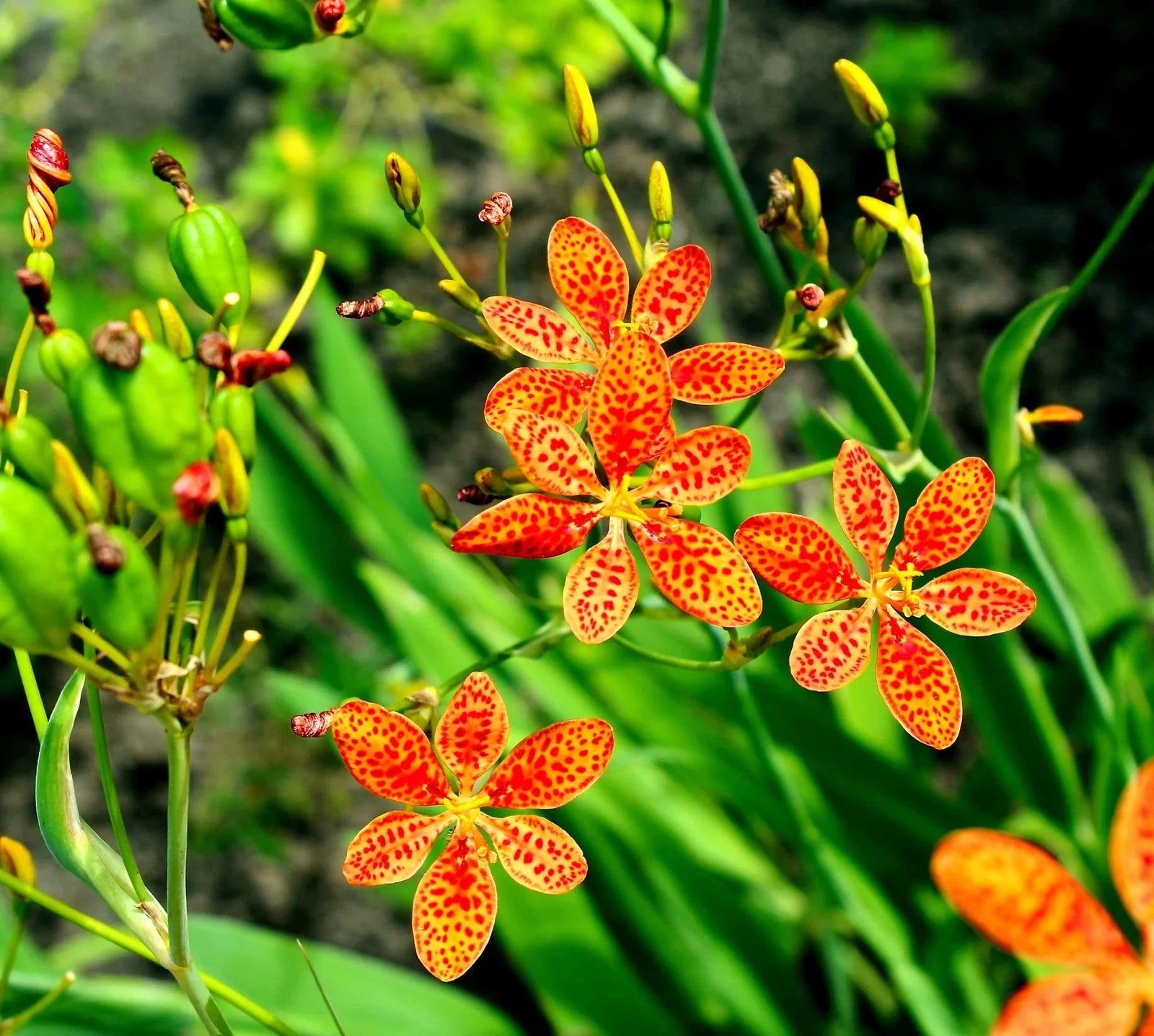 Leopard Lily Seeds for Planting, 15 Pack, Belamcanda chinensis, Perennial Flower Seeds