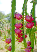 Unrooted Cuttings - White Dragon Fruit - Hylocereus undatus - Fresh Plant Material for Propagation