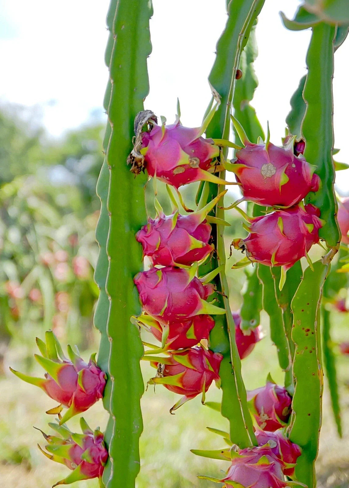 Unrooted Cuttings - White Dragon Fruit - Hylocereus undatus - Fresh Plant Material for Propagation