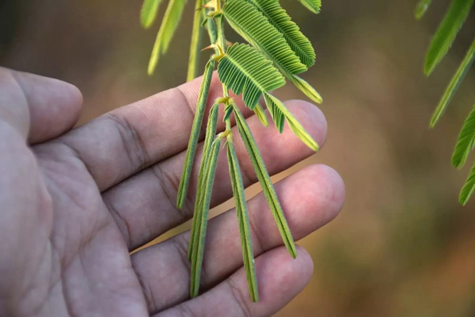 Sleeping Grass Seeds - 20 Seeds - Mimosa pudica - Sensitive Plant That Moves When Touched