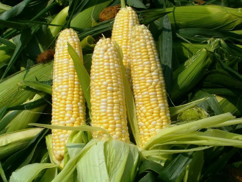 Peaches and Cream Corn Seeds 25 Ct | Sweet Non-GMO Vegetable Garden Seeds | Zea Mays