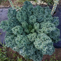 Dwarf Blue Curled Scotch Kale Seeds - 1,500 Non-GMO Heirloom Seeds - Brassica oleracea var. sabellica
