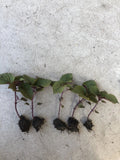 2 Live Green Purple Shiso Plants | Beefsteak, Wild, Japanese Basil | Perilla | NON-GMO