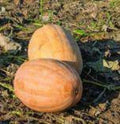 Organic Dickinson Pumpkin Seeds - 10 Pack - USA Grown - Heirloom Variety