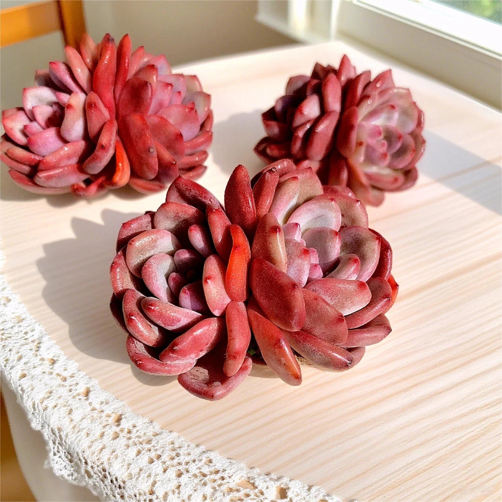 Rare Succulent Echeveria - 2.8" Bare Root, Easy Care, Unique Variety - Echeveria spp.