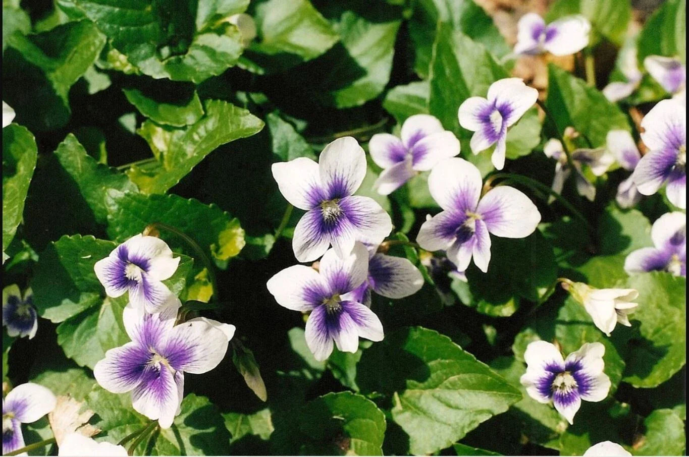 Wild Violets Mix 20 Bare Root Plants Purple White Viola sororia Perennial Edible Shade Garden