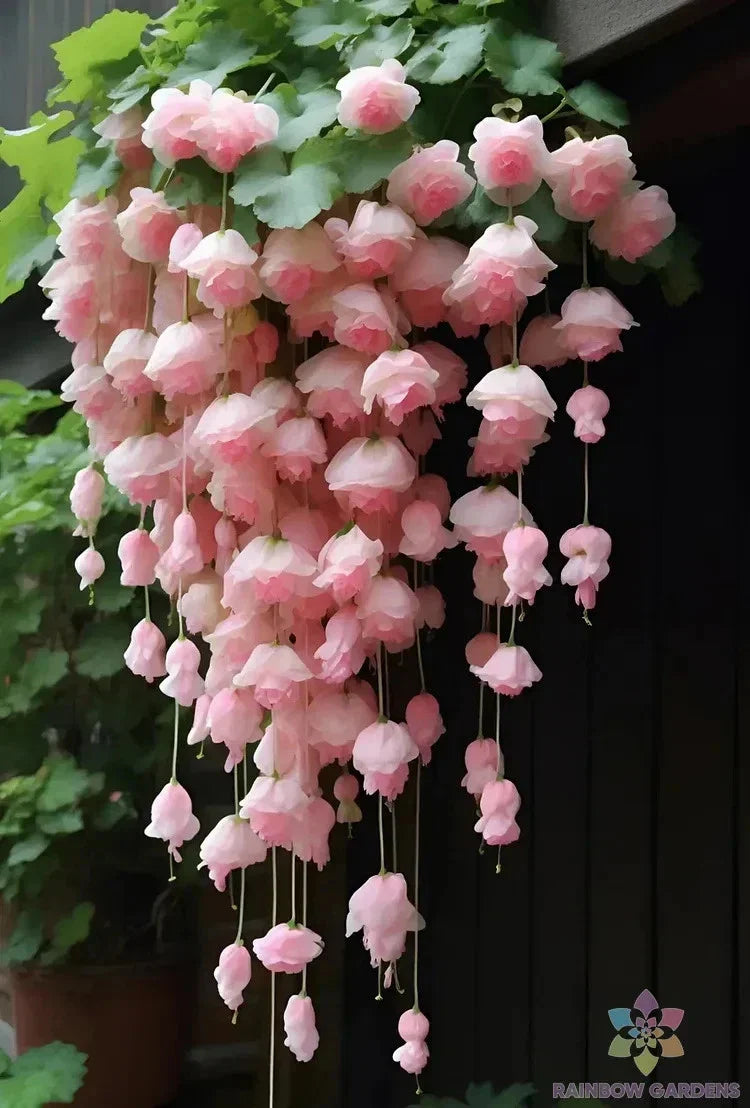 Light Pink Weeping Begonia Seeds - 25+ Pack - Begonia pendula - USA, Padded Shipping