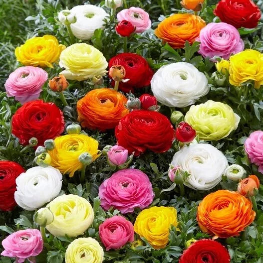 Ranunculus Seeds Packet of 60, Persian Buttercup, USA Grown, Flower Seeds for Garden Planting