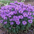 Sugar Buzz Bee Balm Seeds - 100 Flower Seeds for Hummingbirds - Monarda didyma - Vibrant Pollinator-Friendly Plants
