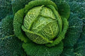 Savoy Perfection Cabbage Seeds - 200+ Heirloom NON GMO - Fresh Brassica oleracea