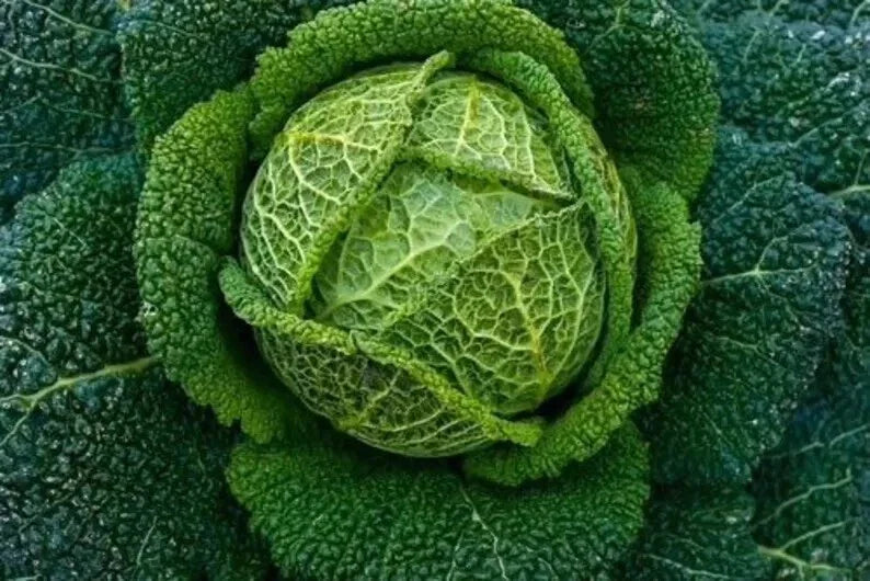 Savoy Perfection Cabbage Seeds - 200+ Heirloom NON GMO - Fresh Brassica oleracea