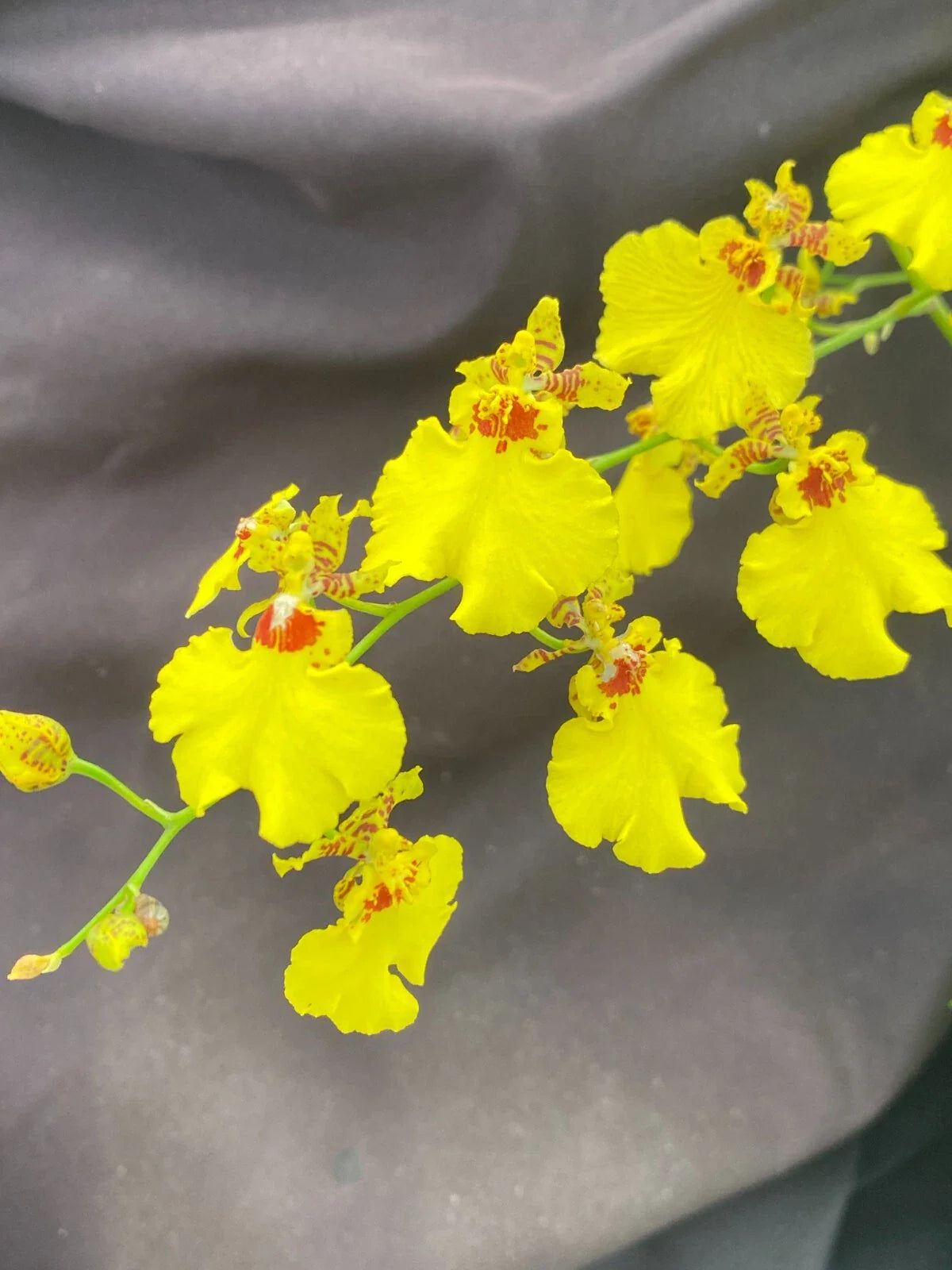 Dancing Lady Orchid Plant 2.5" Pot Oncidesa Gower Ramsey Rare Houseplant