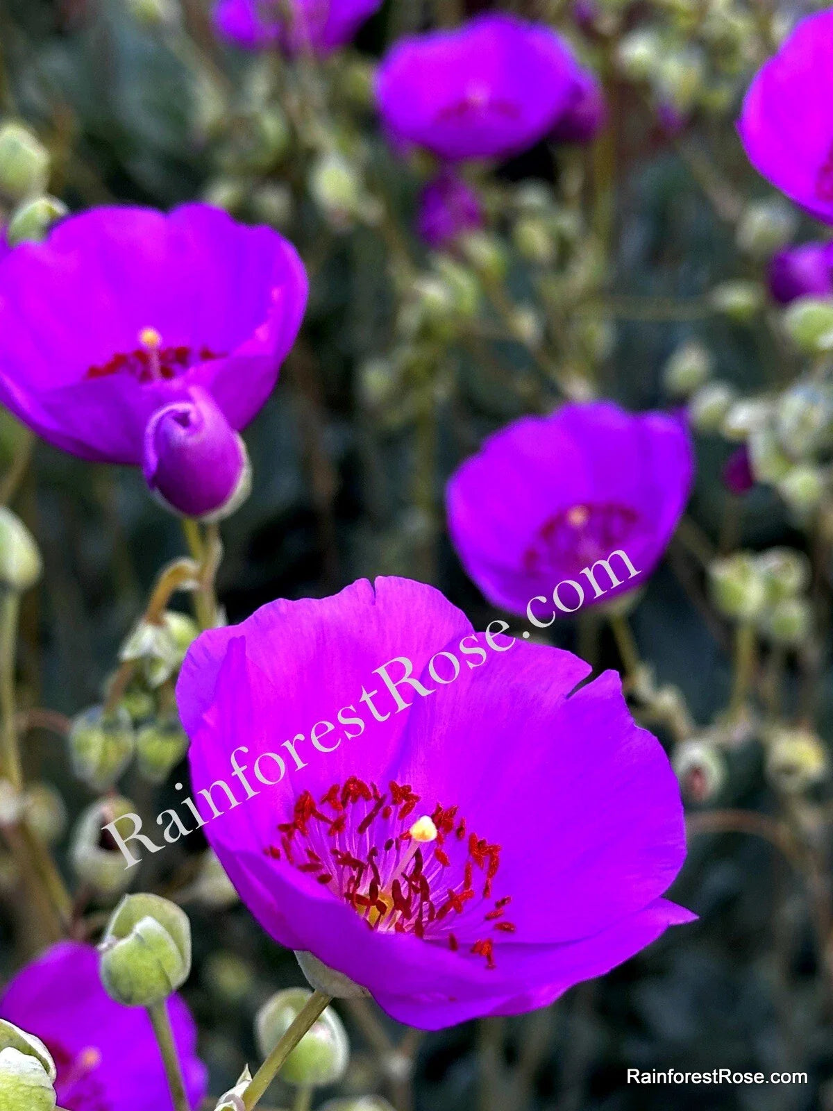 Purple Calandrinia Spectabilis Cuttings - 10 Fast Growing Rock Purslane Cuttings for Easy Gardening