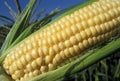 Yellow Sweet Corn Seeds, 35+ Count, Iochief Variety - Zea mays