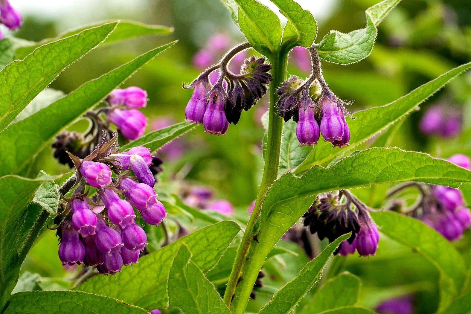 True Comfrey Seeds 30 Count Non-GMO Heirloom Symphytum officinale - Made in USA