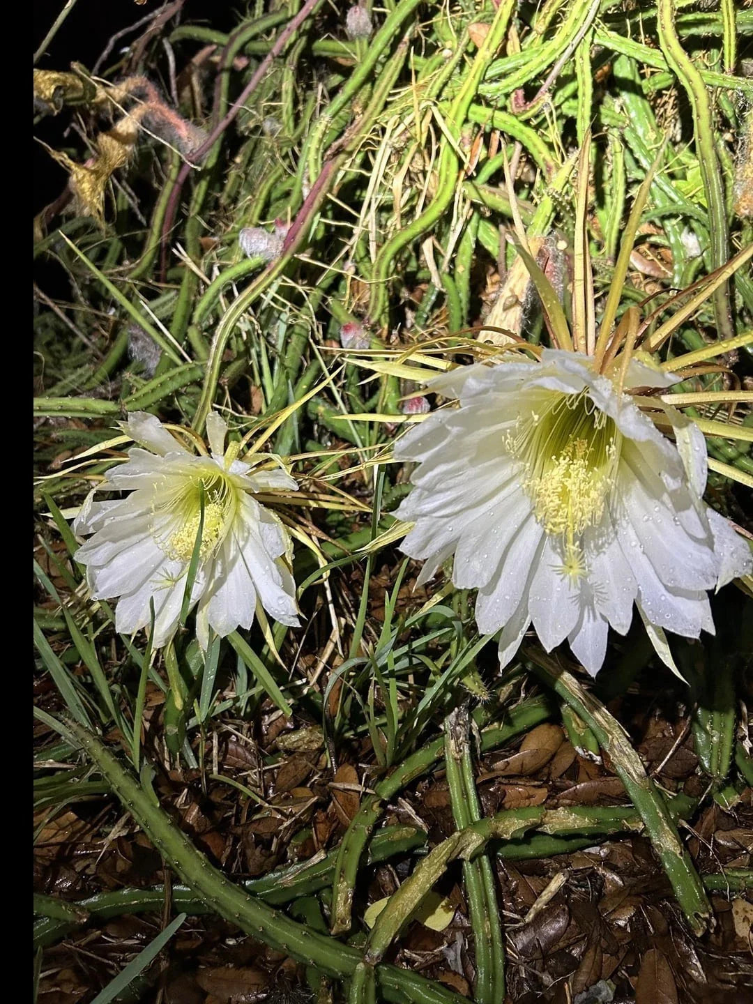 Queen of the Night Cactus Plant - Rooted Cereus Selenicereus Grandiflorus - Blooming Gift Plant