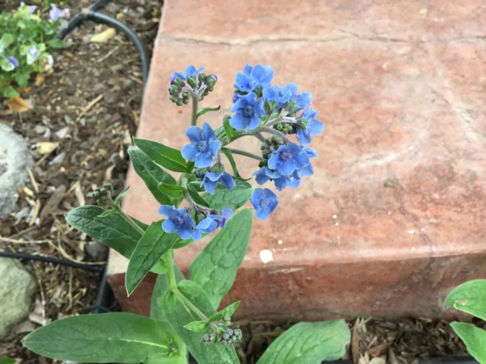 Forget Me Not Seeds, 100 Organic Seeds, Blue Flower Variety, Myosotis spp.