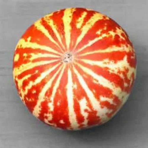 Tigger Melon Seeds - 10 Rare Seeds - Cucumis melo var. tigrinus - Unique Striped Fruit