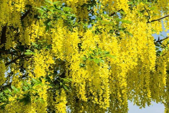 Golden Chain Tree Seeds - 20 Pack - Laburnum alpinum - Free Shipping - US Seller