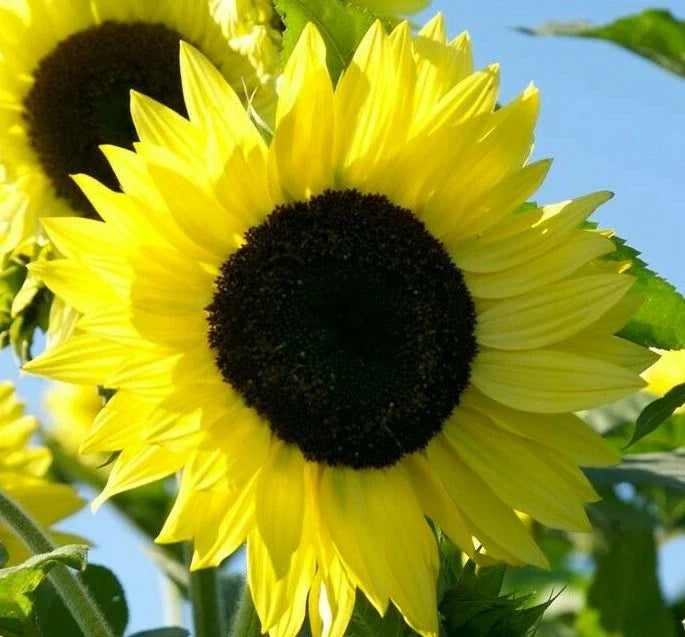 LEMON QUEEN SUNFLOWER SEEDS 20+ Annual Flowers for Garden, Attracts Bees & Birds, Helianthus annuus