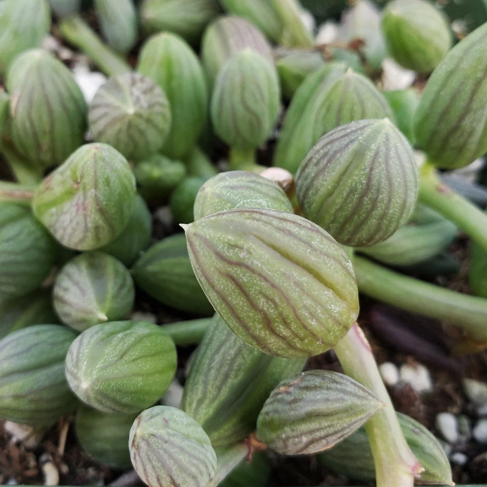 String of Watermelon Plant – 4" Pot – Senecio herreianus – Real Live Cacti Succulent for Home Decor