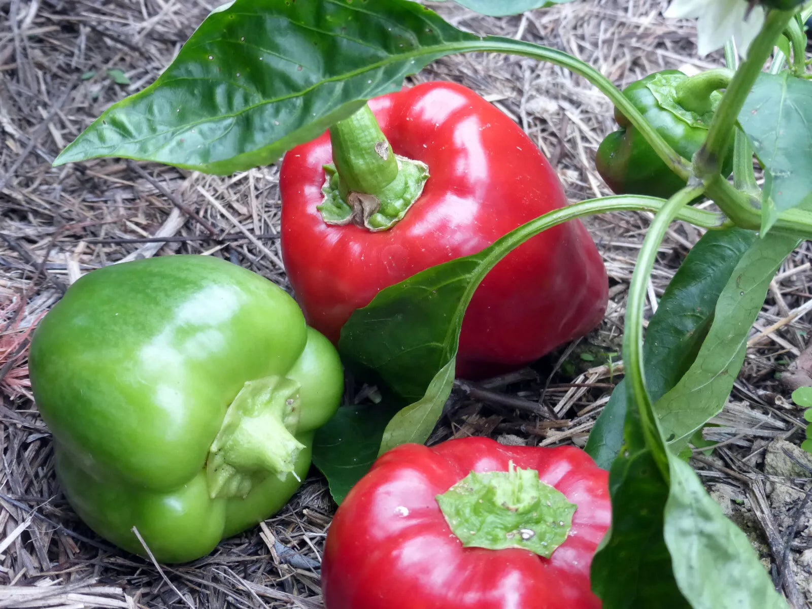 Sweet Pepper Seeds, Set of 100, Keystone Resistant Giant, Capsicum annuum
