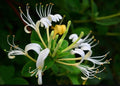 White Honeysuckle Vine Live Plant 1-3 Foot Bare Root Lonicera japonica All Natural Hardy