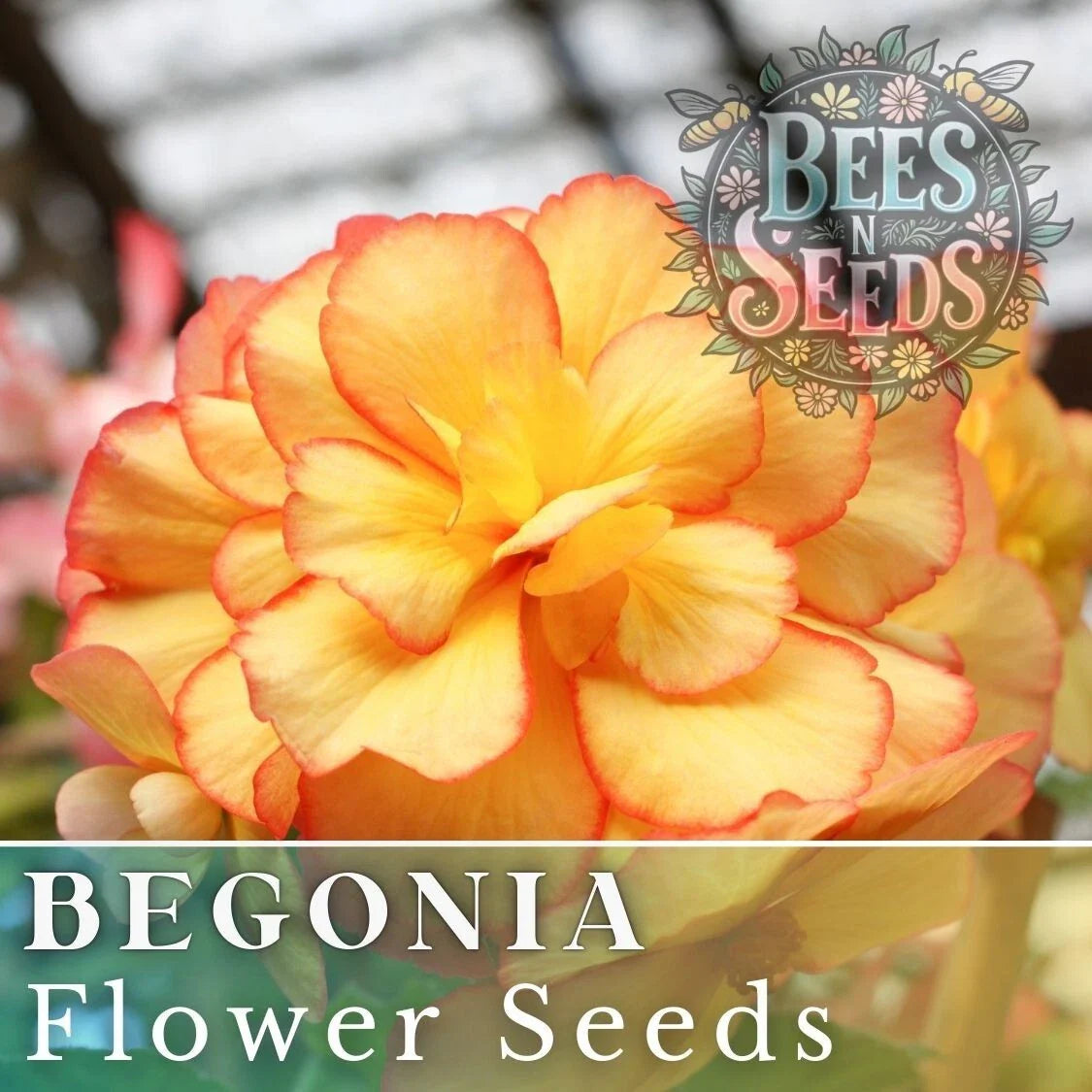 Radiant Opal Begonia Seeds - Non-GMO Flower Seeds - 45 or 125 Seeds - Perfect for Gardens and Indoor Planting