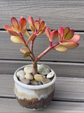 RARE RED AKAI Jade Succulent 7-8” Bare Rooted Bonsai Tree Crassula Ovata