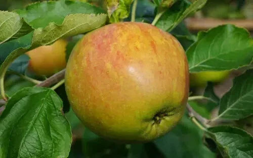 Sir Isaac Newton's Apple Tree Seeds - 25+ Organic Seeds for Garden Planting - Malus domestica - USA Free Shipping