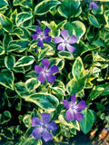 Vinca Major Variegated Big Leaf Variegata - 25 Plants in 3.5 inch Pots - Perennial Ground Cover