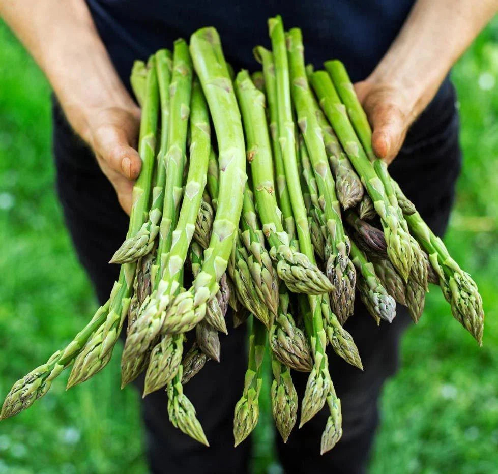 Asparagus Seeds - 200+ Heirloom Organic Mary Washington - Non-GMO - Fresh Gardening Seeds
