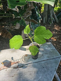 Fig Tree Starter Plant 3" Pot Edible, Easy to Grow, Ficus carica