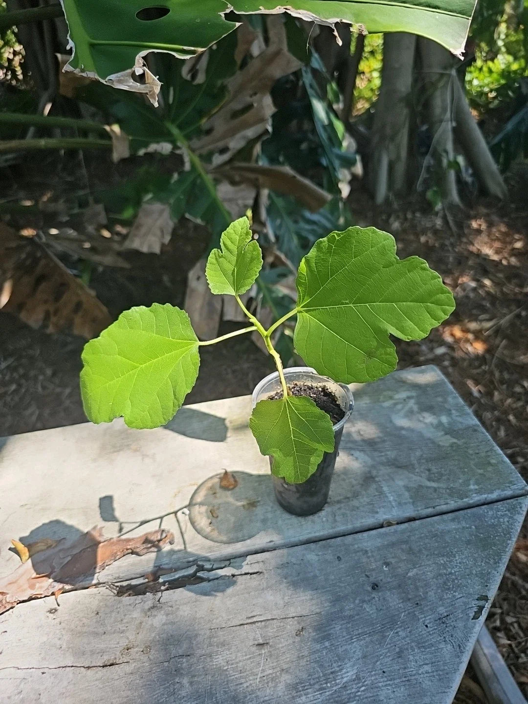 Fig Tree Starter Plant 3" Pot Edible, Easy to Grow, Ficus carica