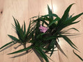 Dwarf Mexican Petunia Cuttings 6-Pack Pink Ruellia brittoniana Live Plant