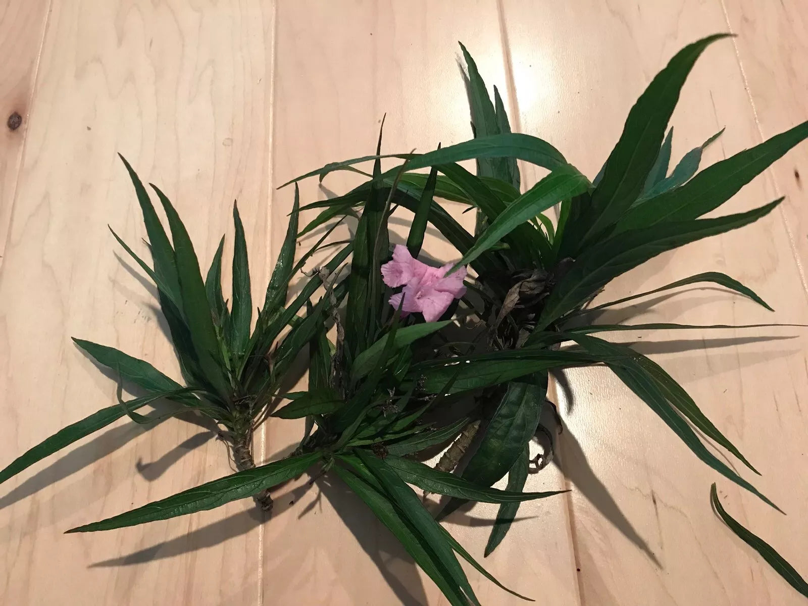Dwarf Mexican Petunia Cuttings 6-Pack Pink Ruellia brittoniana Live Plant
