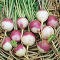 Purple Top Turnip Seeds - 5000+ Organic Heirloom Seeds - Brassica rapa - Non-GMO, High Yield Gardening Vegetables